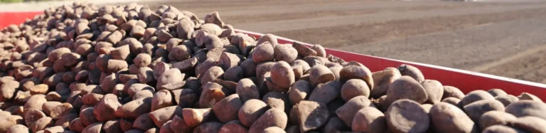 Pile of harvested potatoes in farm field