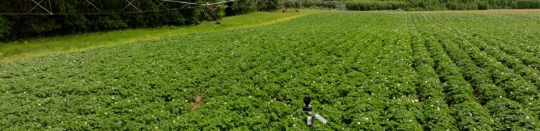 Green potato field under cloudy sky
