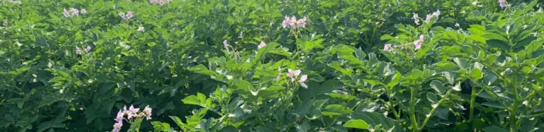 Flowering potato plants growing in field