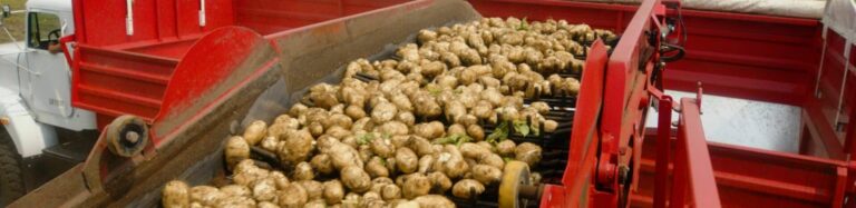 Harvested potatoes in red farm trailer