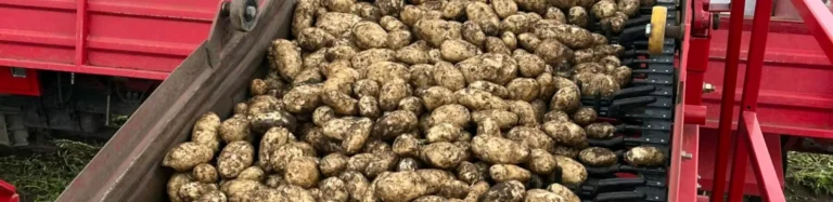 Pile of harvested potatoes in storage