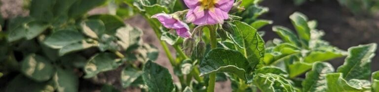 Purple flowering plant growing in field