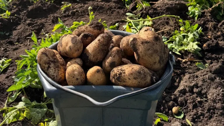 Freshly harvested potatoes in black harvest bin
