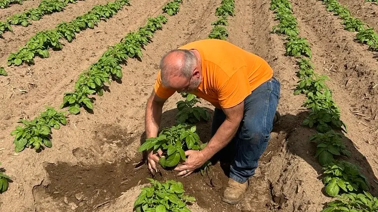Farmer harvesting leafy crops in cultivated field