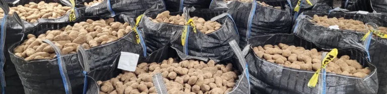 Large bags of harvested potatoes stored indoors