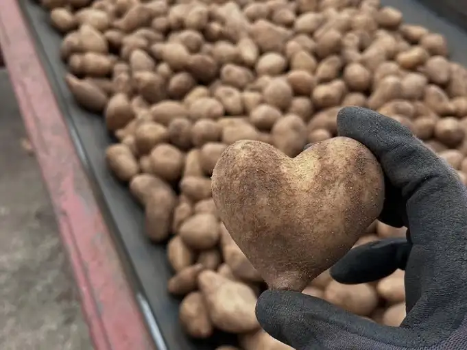 A hand holding a potato that looks like a heart