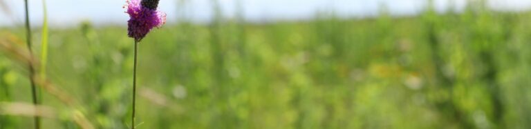 Green crop field with blurred foreground plants