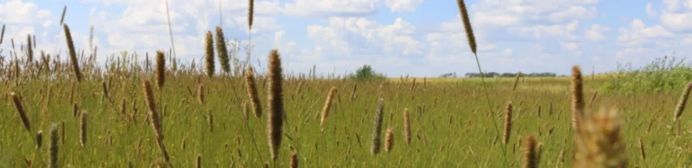 Tall grasses growing in farming habitat