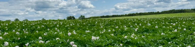 Flowering potato plants growing in cultivated field