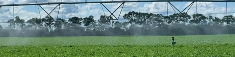 Irrigation system spraying water across green field