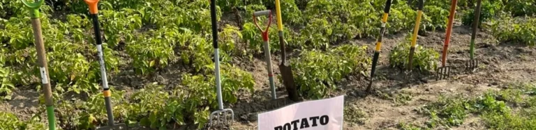 Potato field with shovels and rakes