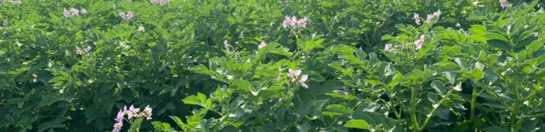 Green potato plants growing in field