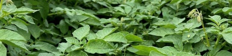 Close-up of green leafy potato plants
