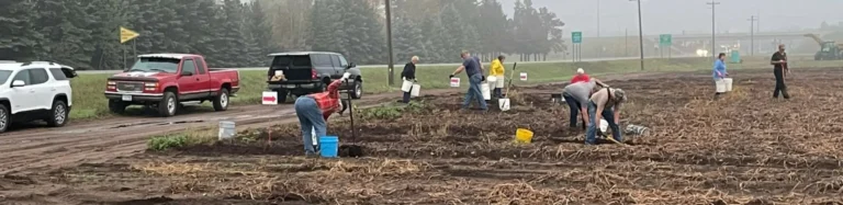 People working together in harvested field during foggy weather