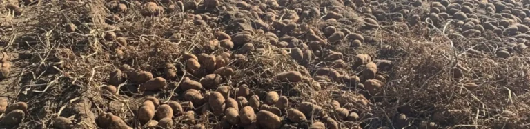 A field covered with scattered potatoes and dry vines.
