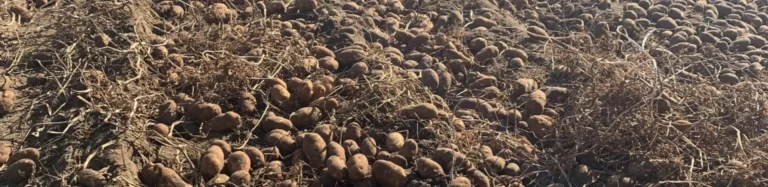 A field covered with scattered potatoes and dry vines.
