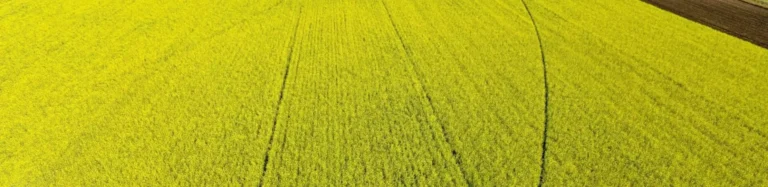 Aerial view of a yellow crop field next to plowed dark soil.