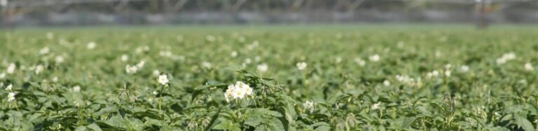 Flowering potato plants growing in field