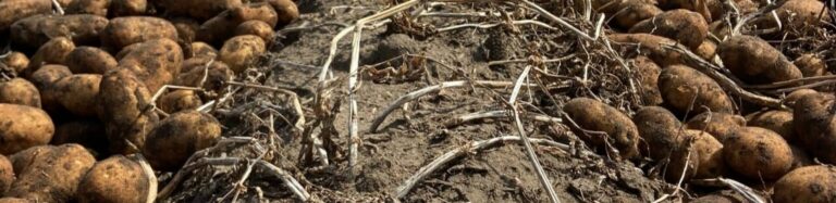 Potato roots exposed in soil profile
