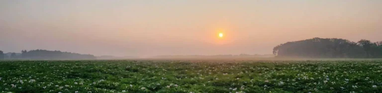 Sun setting over green agricultural field