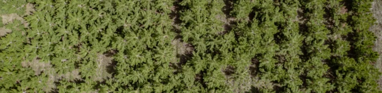 Close-up aerial view of tree nursery rows