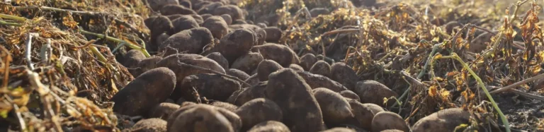 Pile of harvested potatoes in storage