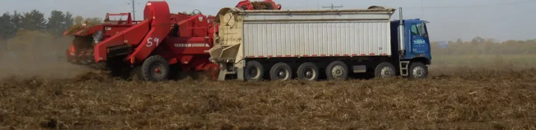 Potato harvesting equipment working in field